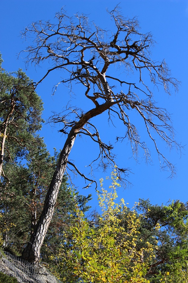 Mŕtva borovica Franzenfeste