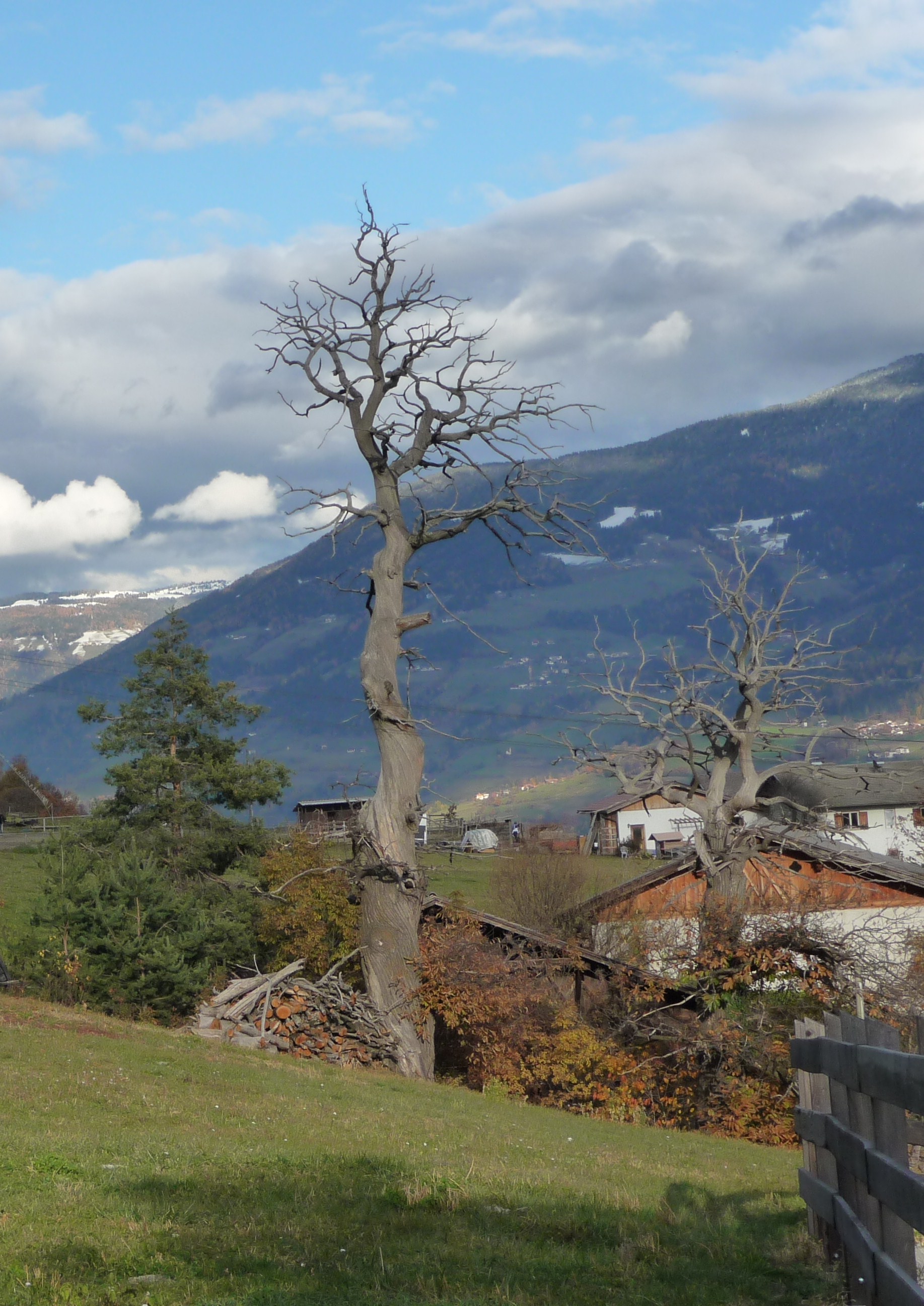 Gaštan jedlý - Feldthurns Sudtirol