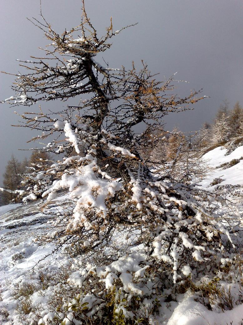 Weisspitze Sterzing