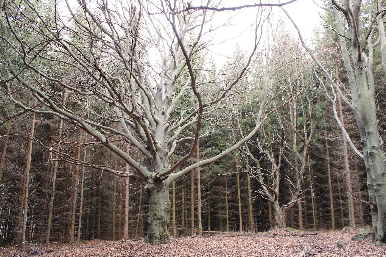 Nedokonalý strom v dokonalej forme.... pohľad ktorý poteší